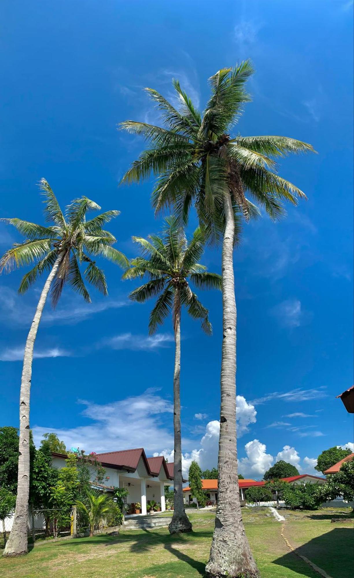 Tauig Beach Resort Moalboal Bagian luar foto